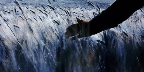 Maximus' hand brushing the tops of a wheat field as he enters Elysium, in Gladiator.